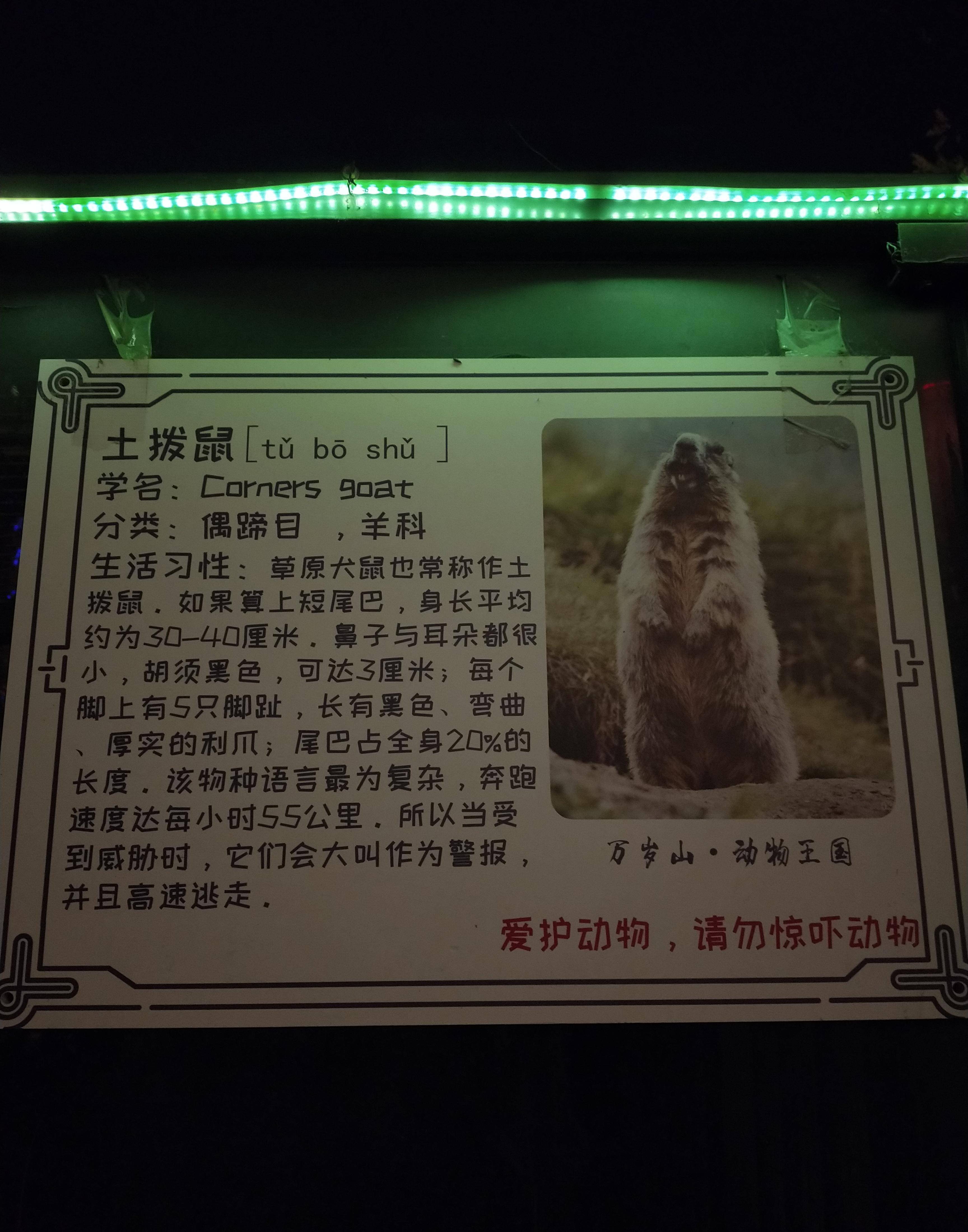 游客观察:开封武侠城,居然比迪士尼乐园都好玩_表演_动物园_老者