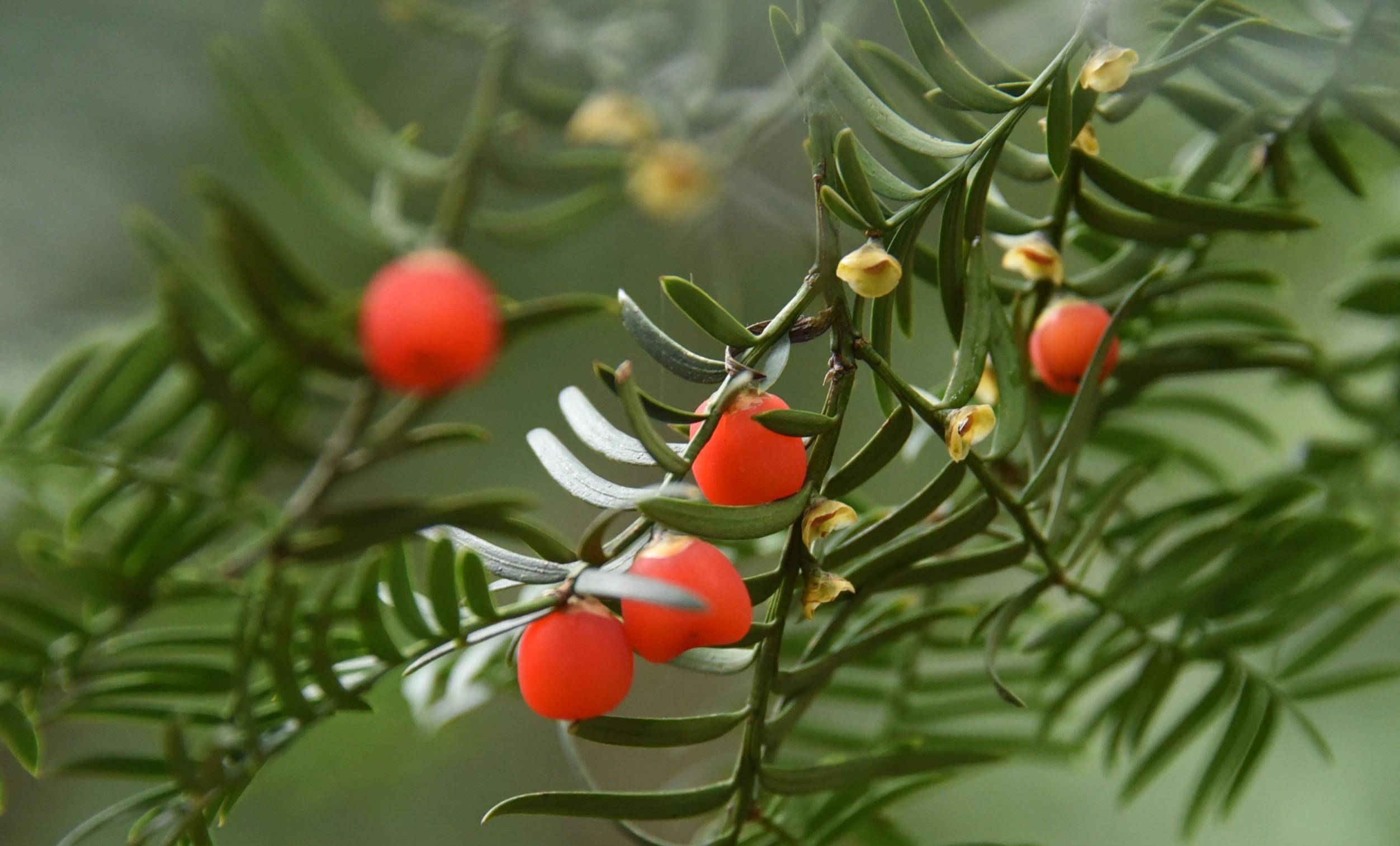 河南:新郑具茨山的红豆杉结果了,让人赏心悦目_种植_植物_红色