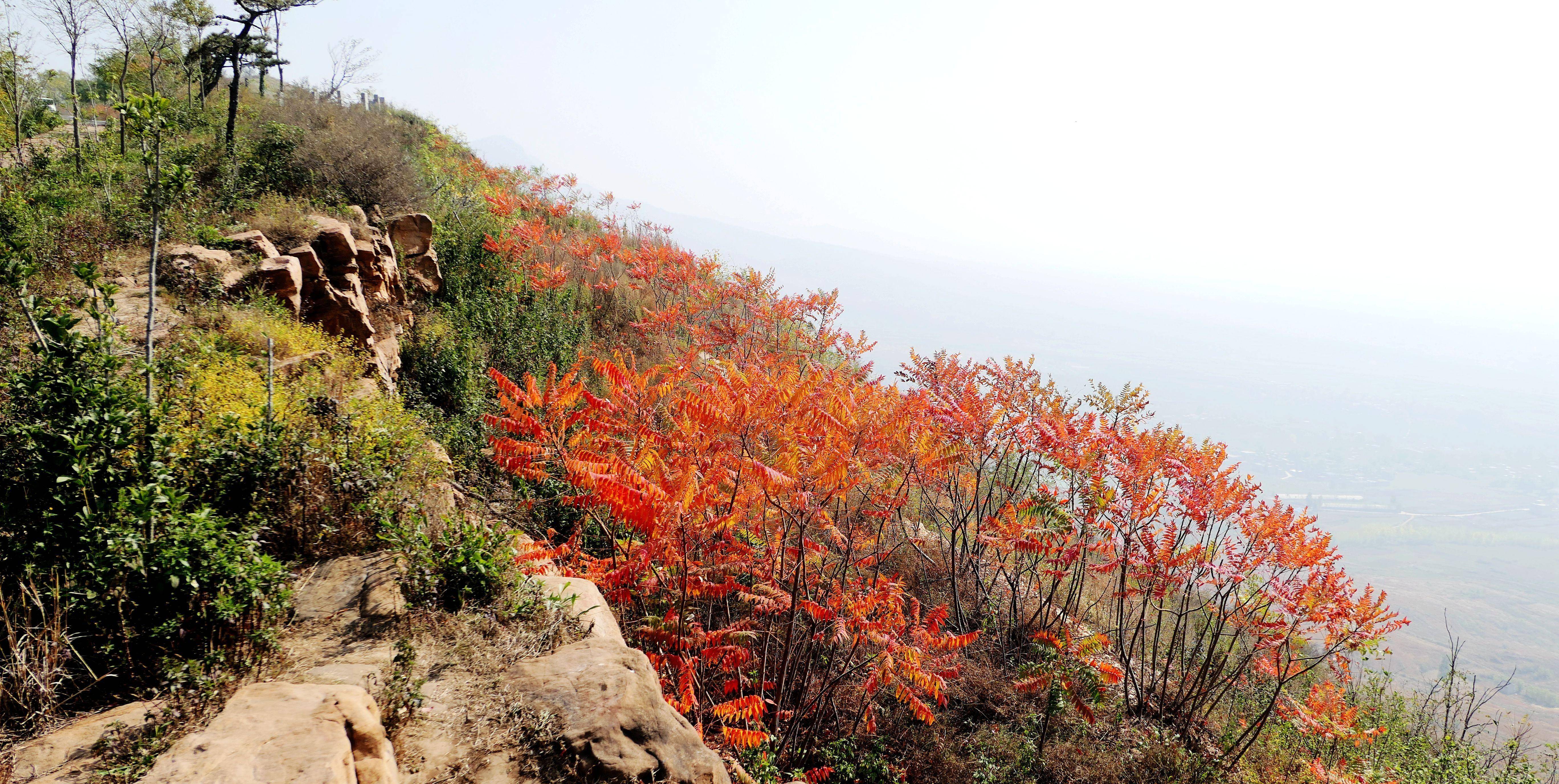 山顶公园,到处都是浪漫的秋色风光,免费游览真壮观