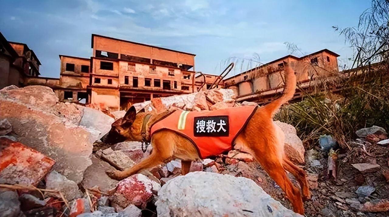 明明有生命探测仪,为何搜救犬仍必不可少?_训练_人类_救援