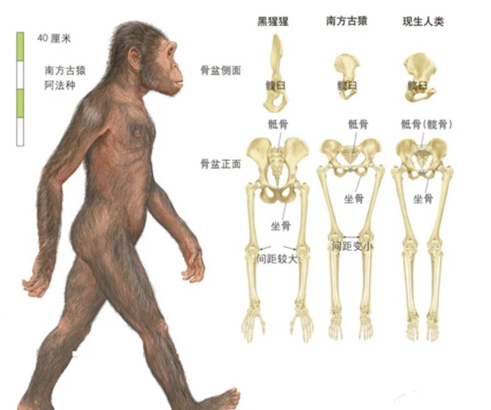 大猩猩身体构造图图片
