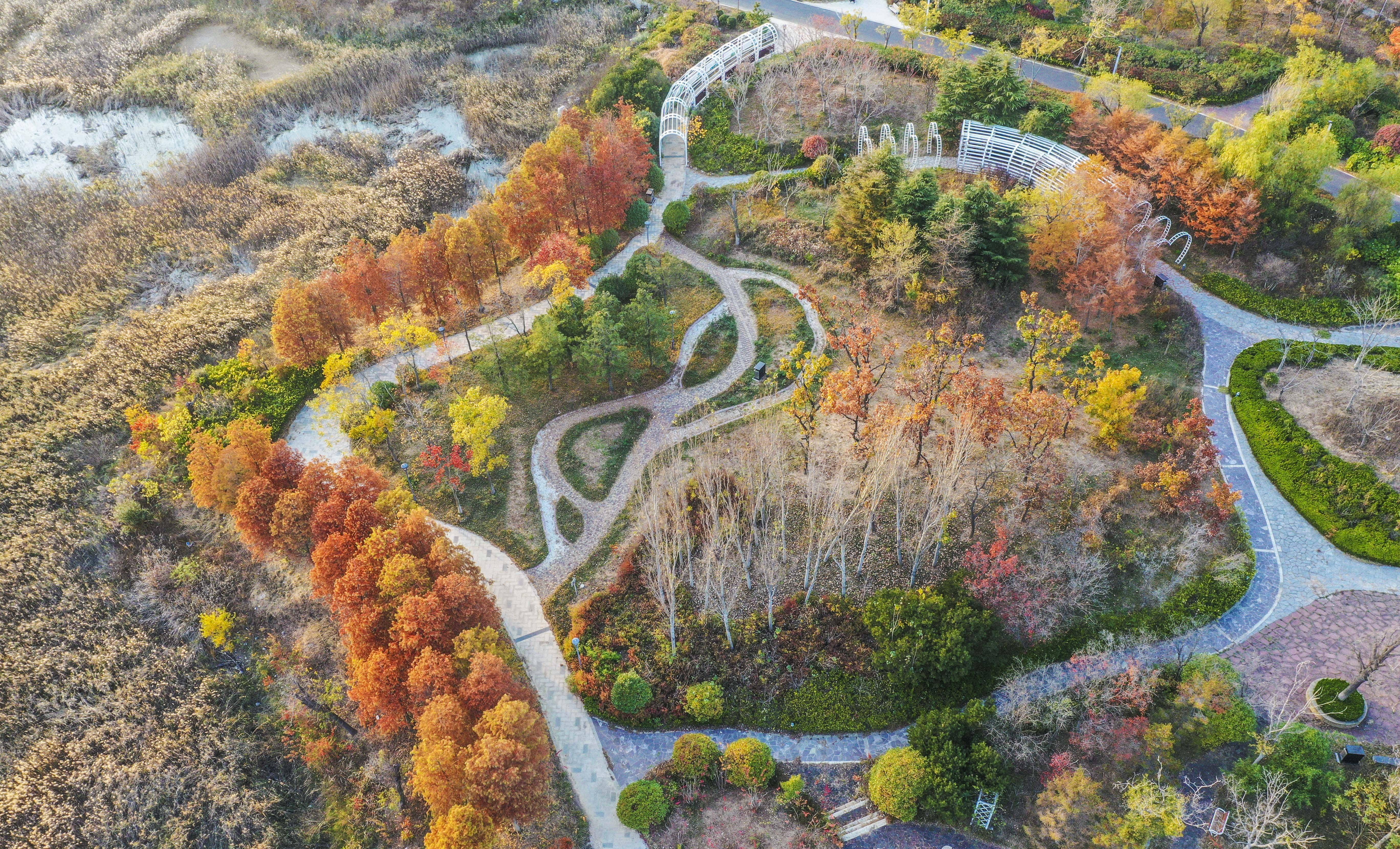 我陶醉在金秋时节的唐岛湾湿地公园,拐过前面的枫树林,我竟然忘了归程