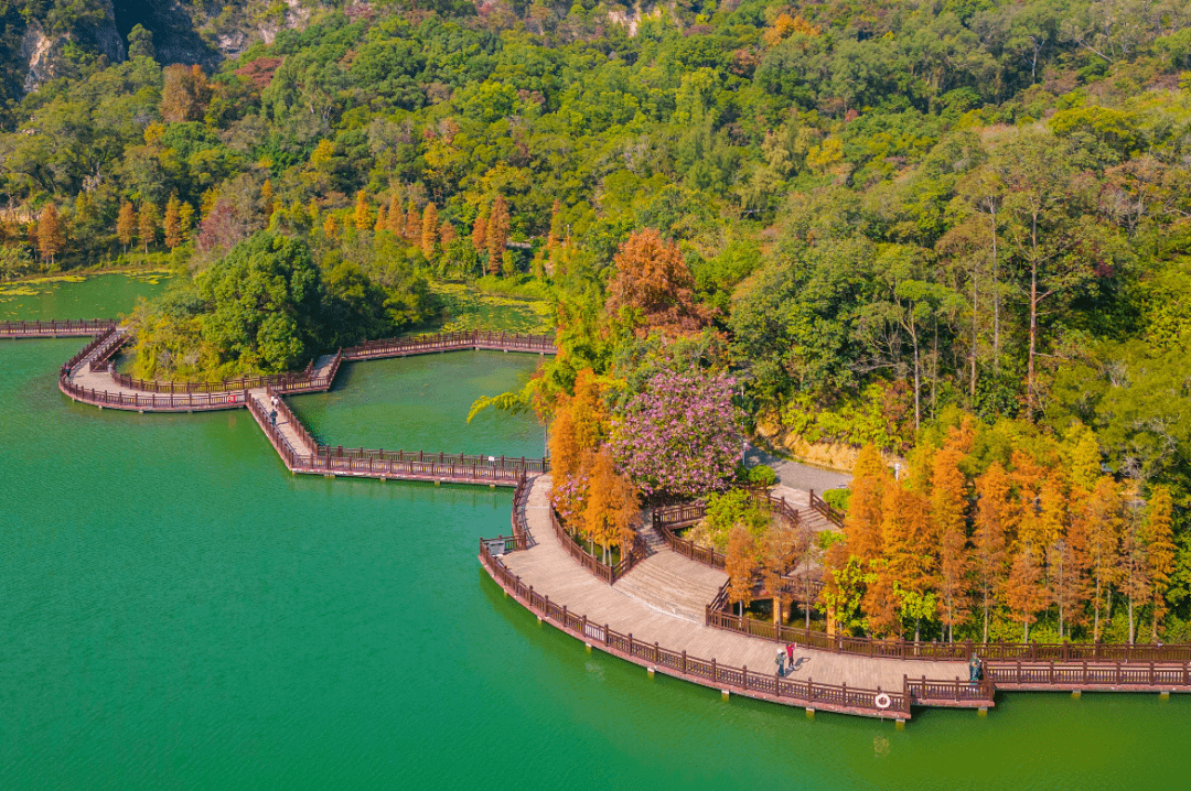 景点-粤港澳大湾区网-江门美景-江门超美的水上森林_杉树_公园_石涧