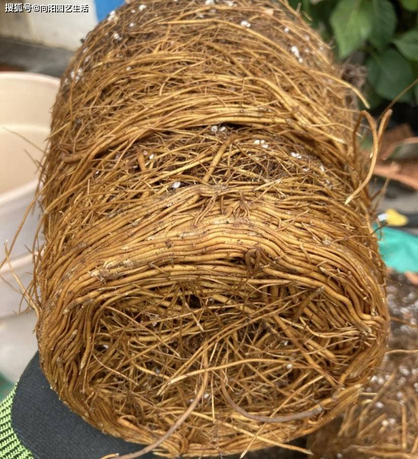 3年的铁线莲,根长满盆了,把土都吃了_植物_花盆_根部