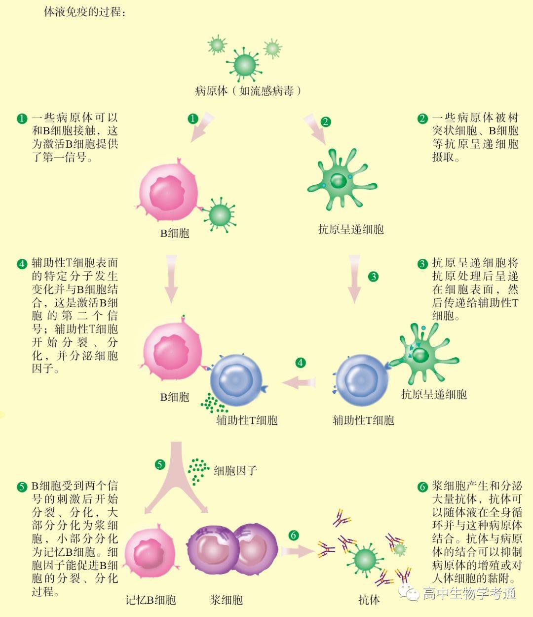 药片药物药丸胶囊药品图片下载 - 觅知网