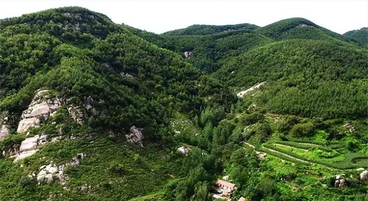 而利川蛇墓之所以鹤立鸡群,跟墓主人程地明,以及盘踞在他坟头的野鸡