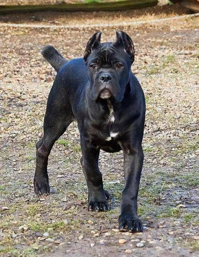 为什么不建议养"卡斯罗",浑身是缺点,不敢养_训练_挑衅_口水