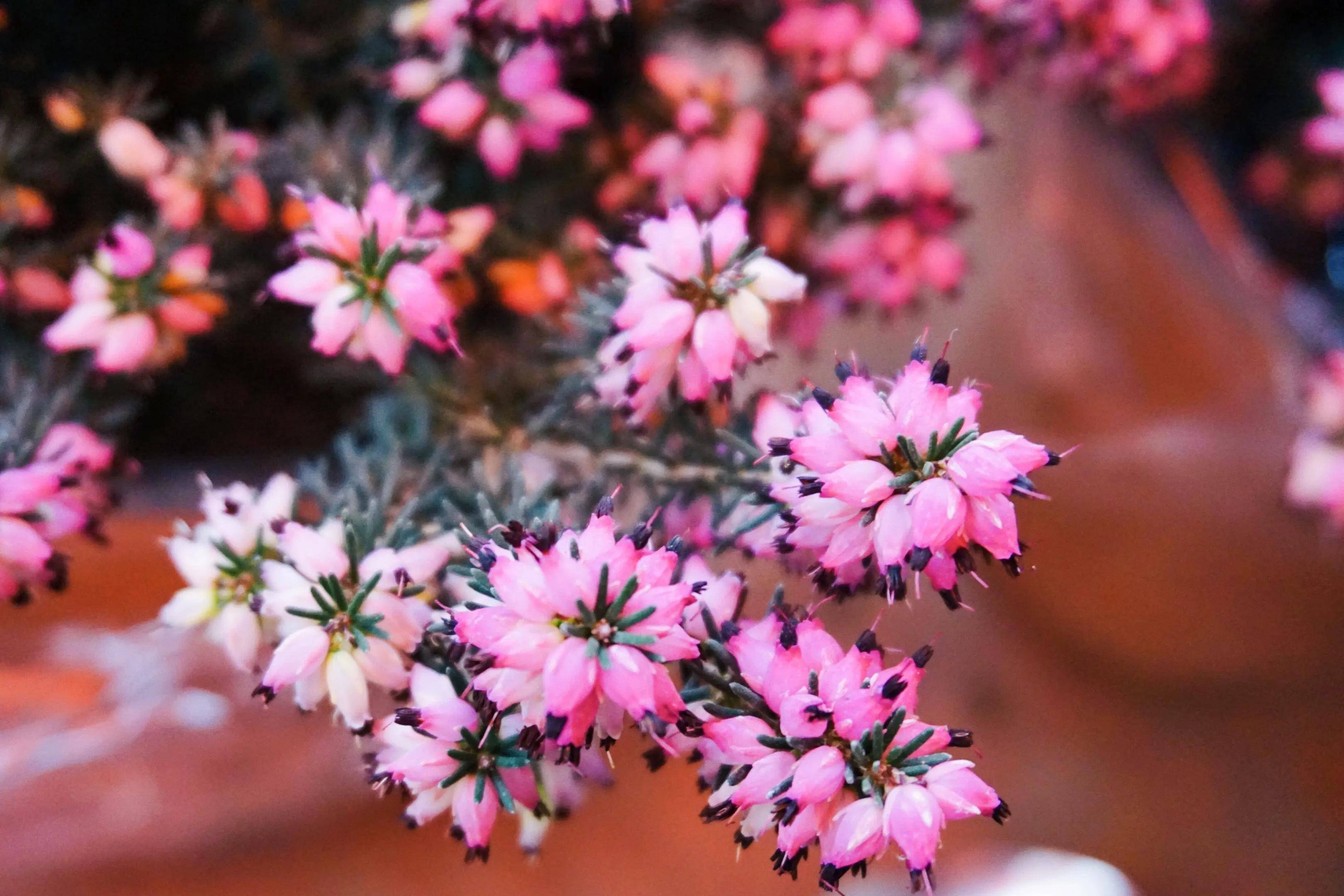 春花欧石楠～花朵漂亮高雅,花期长,极耐寒,越冷开的越旺_斯拉_土壤