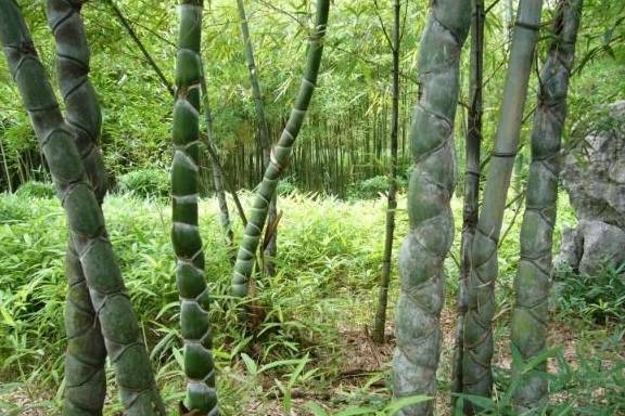 这种竹子很有价值,不要再清除它了!_装饰_植物_是一种