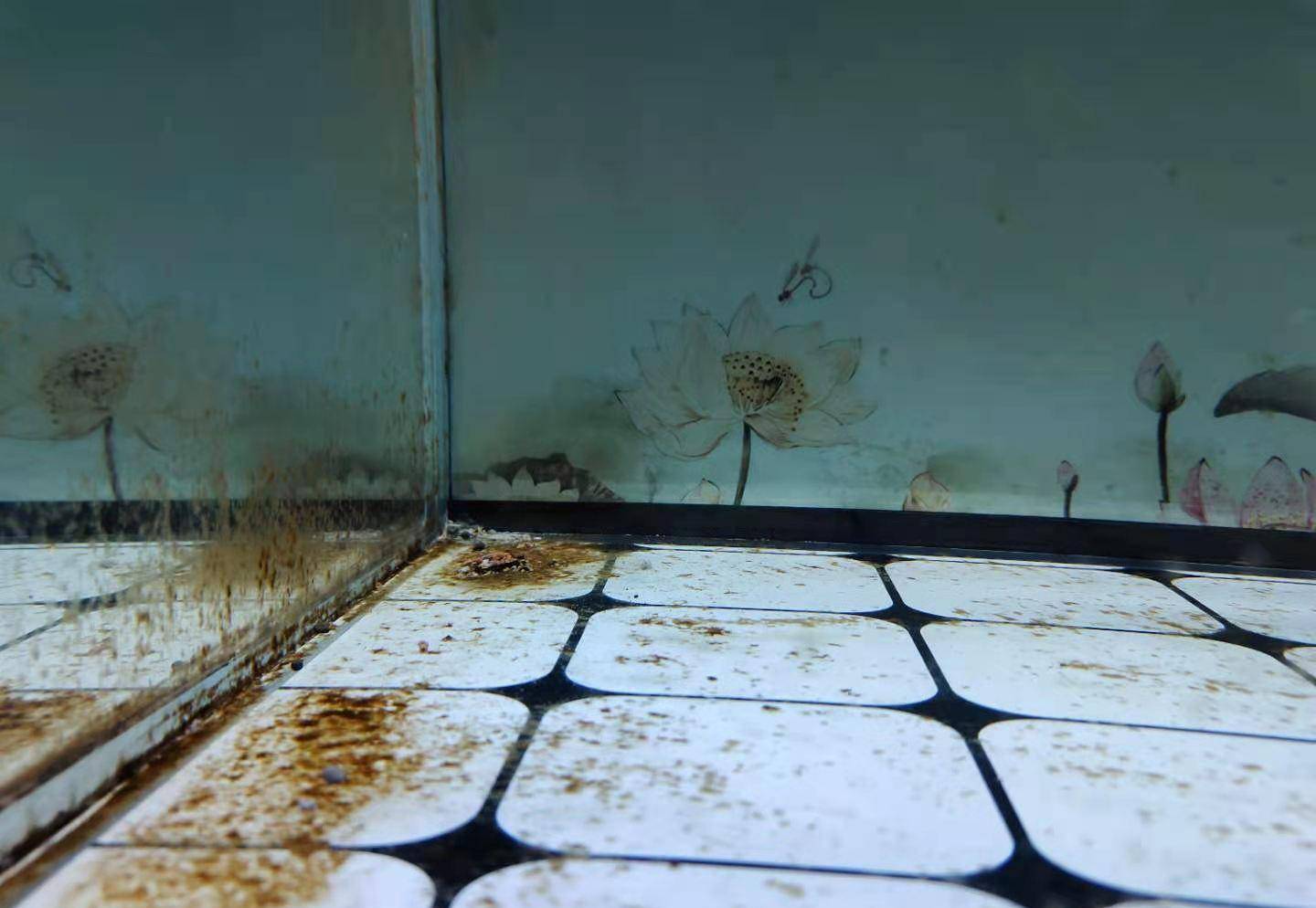 鱼缸内褐藻多了未必是好事,很多鱼友不相信,但事实就是如此_水质_爆发