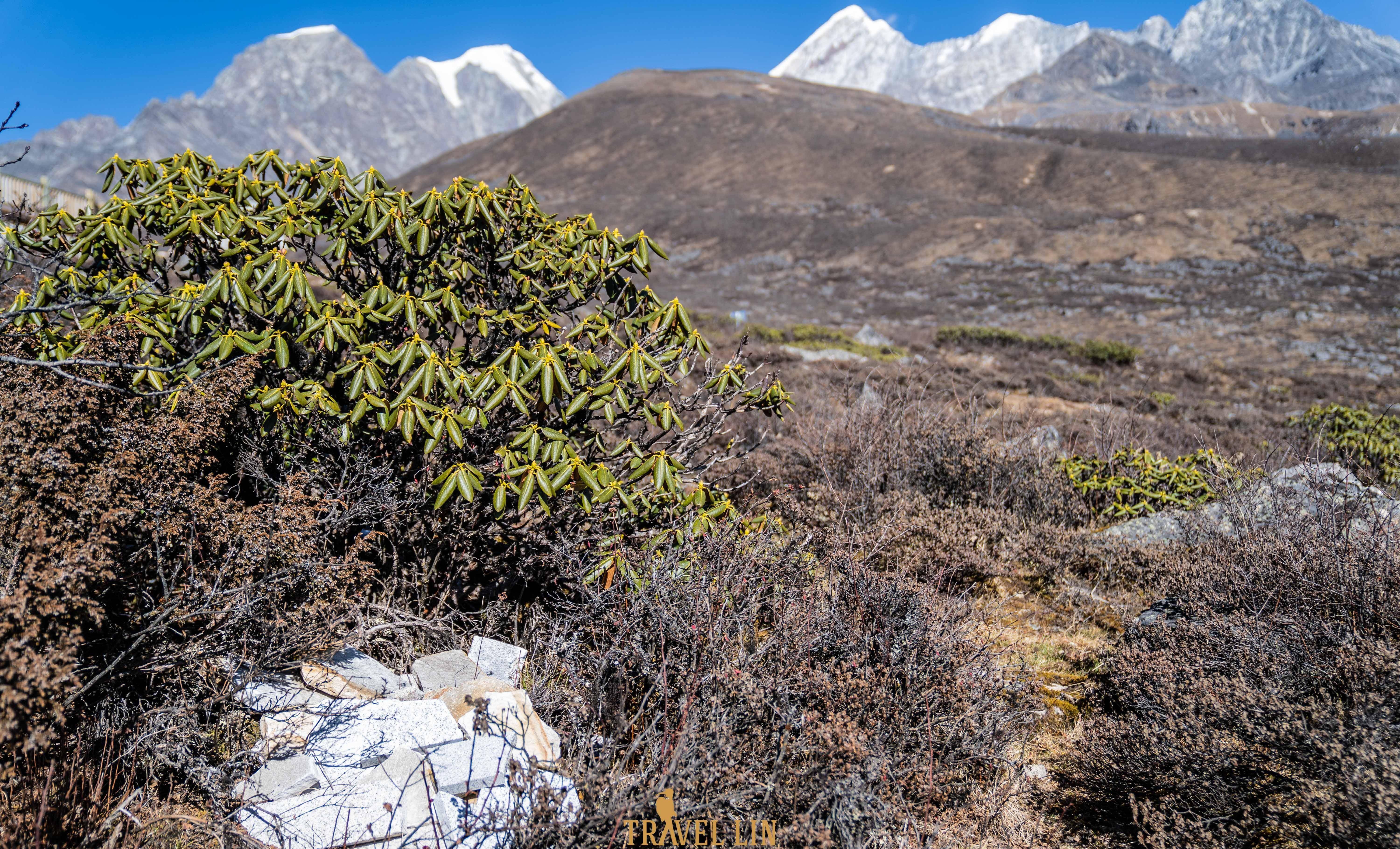 山上野生植物图片大全图片