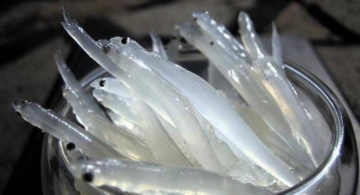 沙皇放生的狗鱼活了196岁,鱼的寿命有多久?