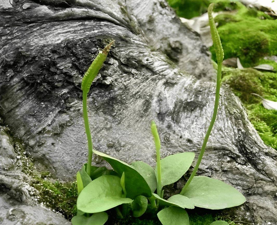 等位置寻找一支箭,植株有一些特点,它的叶片比较少,也是一种和独脚金