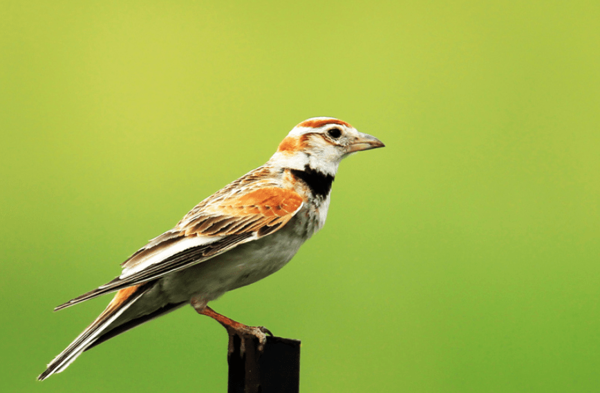 湖南12岁少年精通鸟语,还可指挥鸟儿做事_吴永桃_小鸟_吴永涛