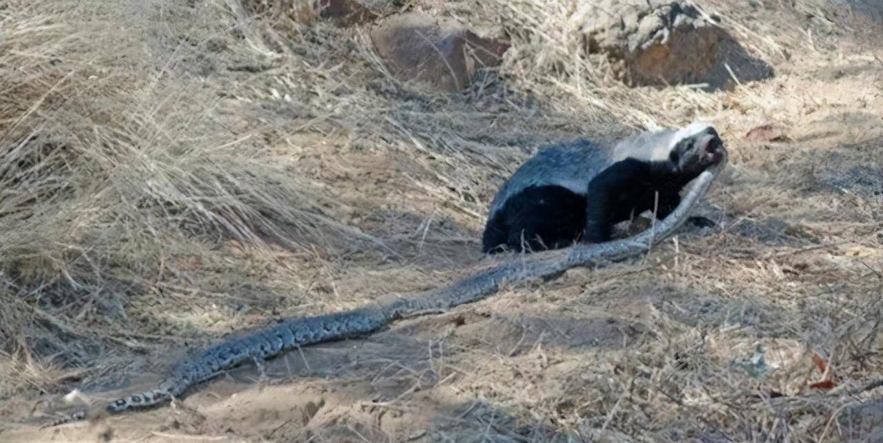 为什么平头哥蜜獾如此好斗?