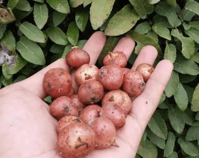 在农村常见的"地瓜泡",如今越来越珍贵,挖2棵种植,变值钱_植物_果子