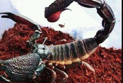大型甲虫和大型蝎子打起来谁更占优势?