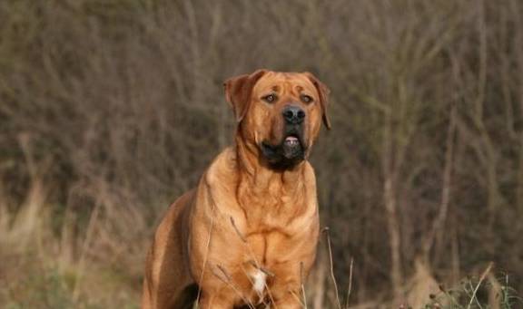 土佐犬在二戰期間,因為食物短缺,所以被日本政府禁止飼養,它體型兇猛