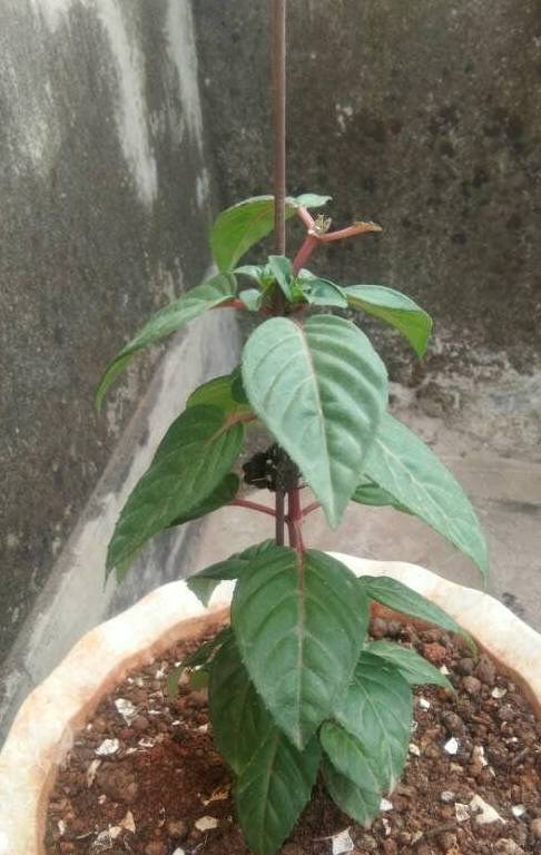 今年最火的福气花,一次能开上百朵,个个都像小灯笼!