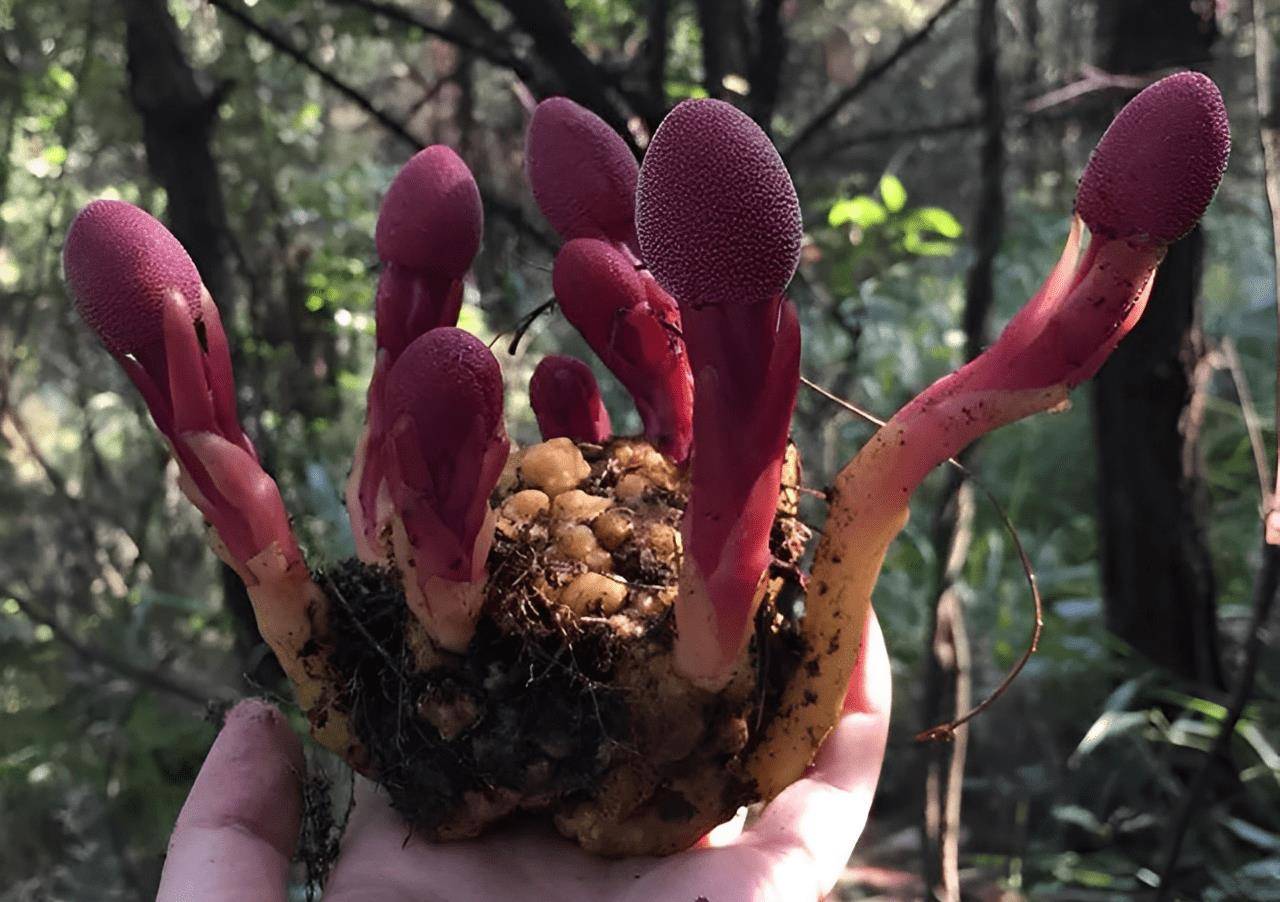 村里有1种红冬蛇菰,酷似野生菌,老人认为有毒不能吃,如今珍贵_植物