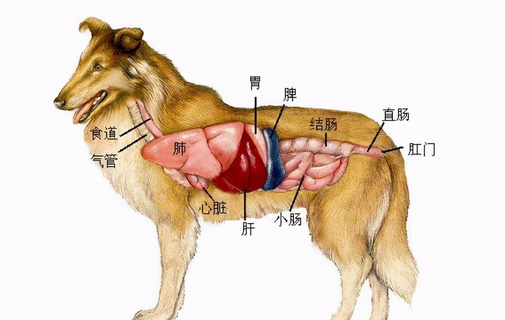 猫科动物异食癖 狗吃草可能遗传自祖先