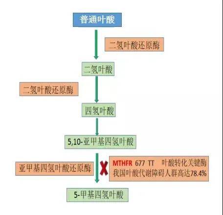 需要通过特定酶(亚甲基四氢叶酸还原酶mthfr)催化的,经过多种反应进行