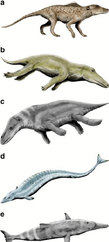 鲸的进化史:鲸不是鱼!