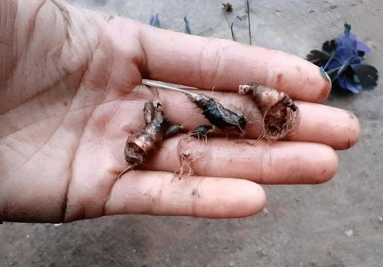 老人叫它千年老鼠屎,过去被当成零食,如今20元斤买不到,值钱_植物
