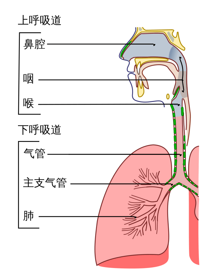 呼气和吸气的区别图片