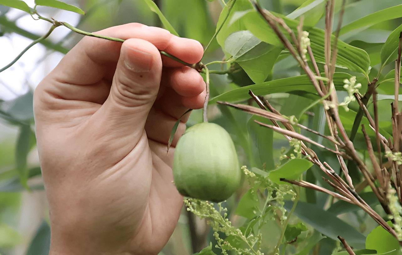 农村有4种"毒果"常见,毒过砒霜,看到了也不要摘,千万要谨慎_野果_果子