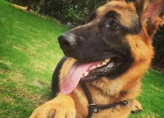 等德国牧羊犬老了,主人做好这7件事,它会更长寿!_寿命_驱虫_检查