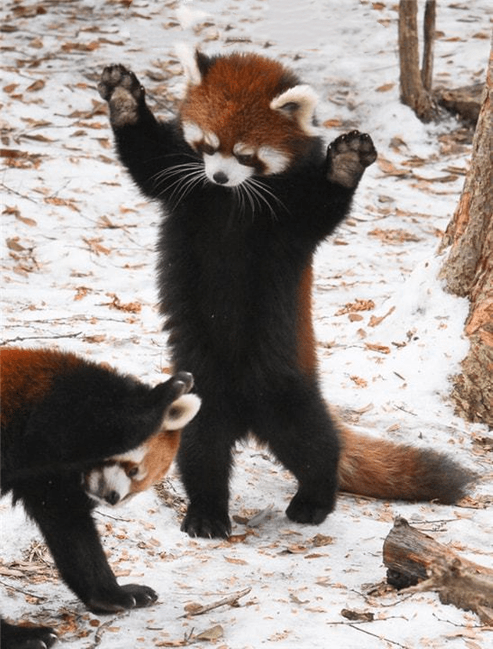 四川出现九节狼,抓到一只鸟,拔掉羽毛才吃,对付黄喉貂有一绝招_小鸟