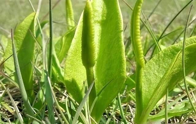 分享抗癌中药——一支箭,沟边草地随处可见,清热解毒功效佳_应用_小草
