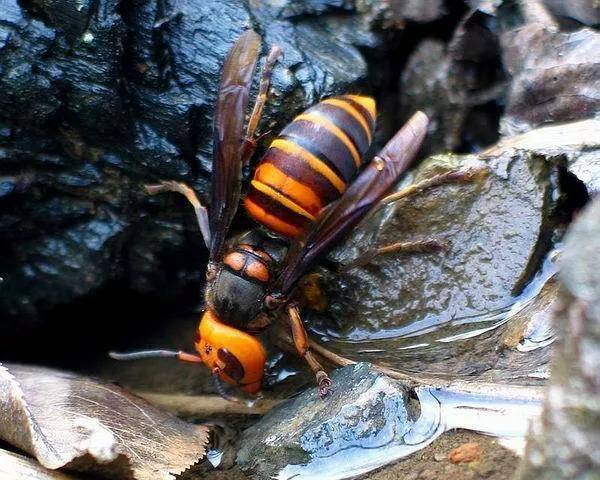 胡蜂_红娘_杰克