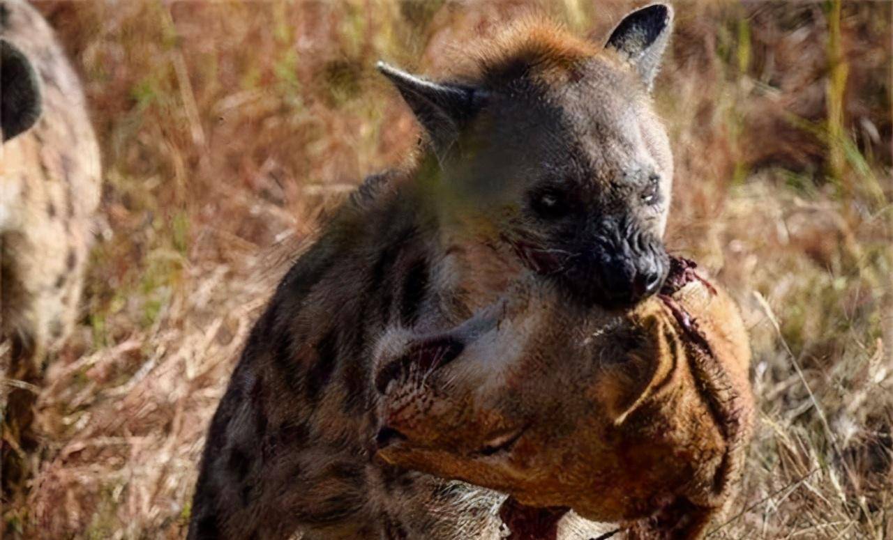 鬣狗为什么那么残忍喜欢掏肛?