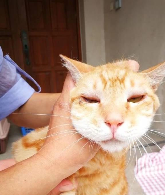 看完这些被蜜蜂蛰到变形的猫咪照片,我发出了鹅笑声