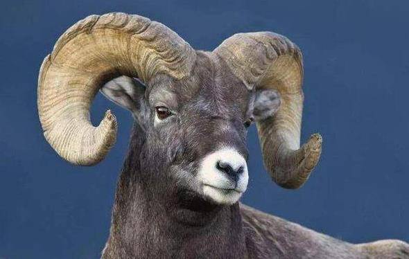 dna对比之后,专家发现二者的唯一区别就是在激素上,被阉割过的公羊,会