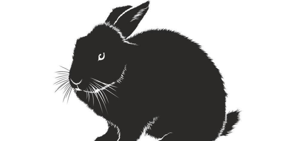 为什么2023年被称为"黑兔年"?我应该注意什么?什么是财富密码?