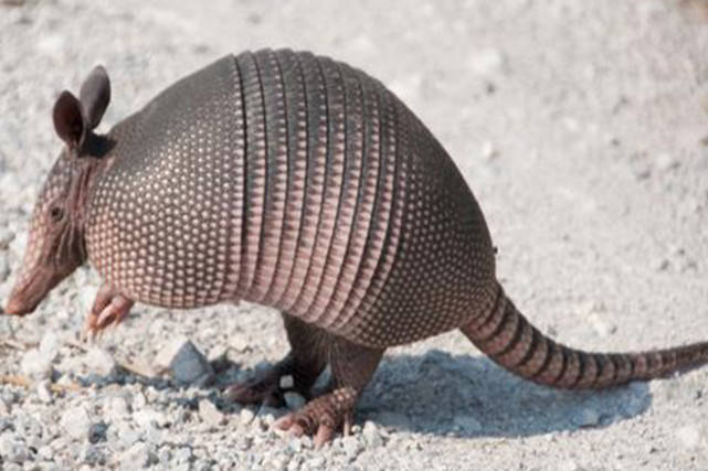 犰狳,它们最明显的特征就是它有一副鳞状盔甲,当它们受到威胁时,会缩