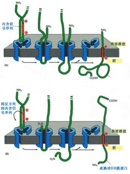 转运蛋白是不是就是载体蛋白_分子_叶绿体_运输