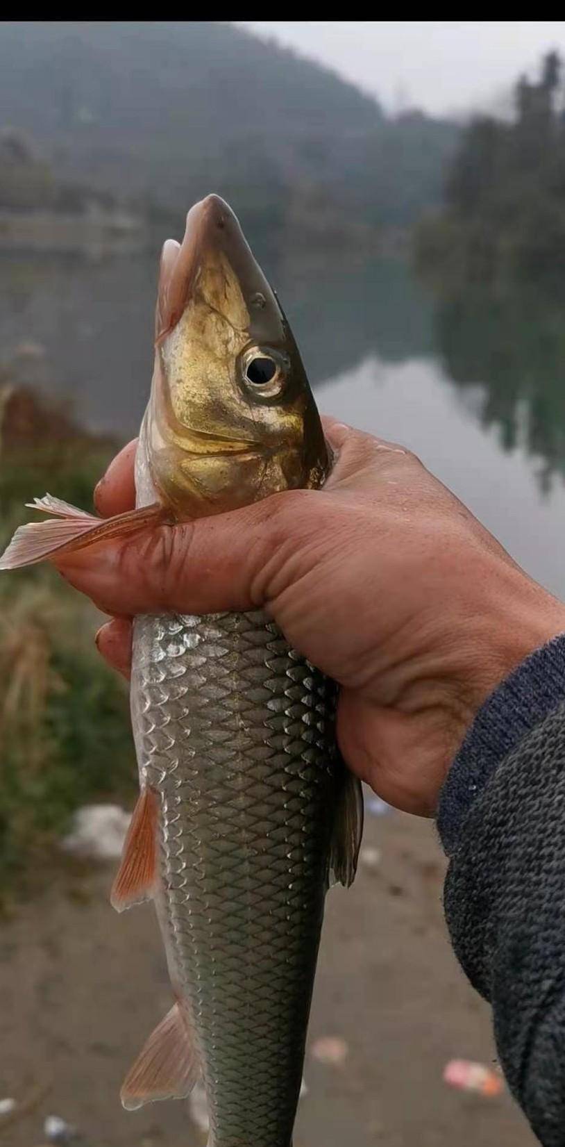 冬季野釣別再只想釣鯽魚了,這魚種身形漂亮手感一流,分佈量廣泛_餌料_