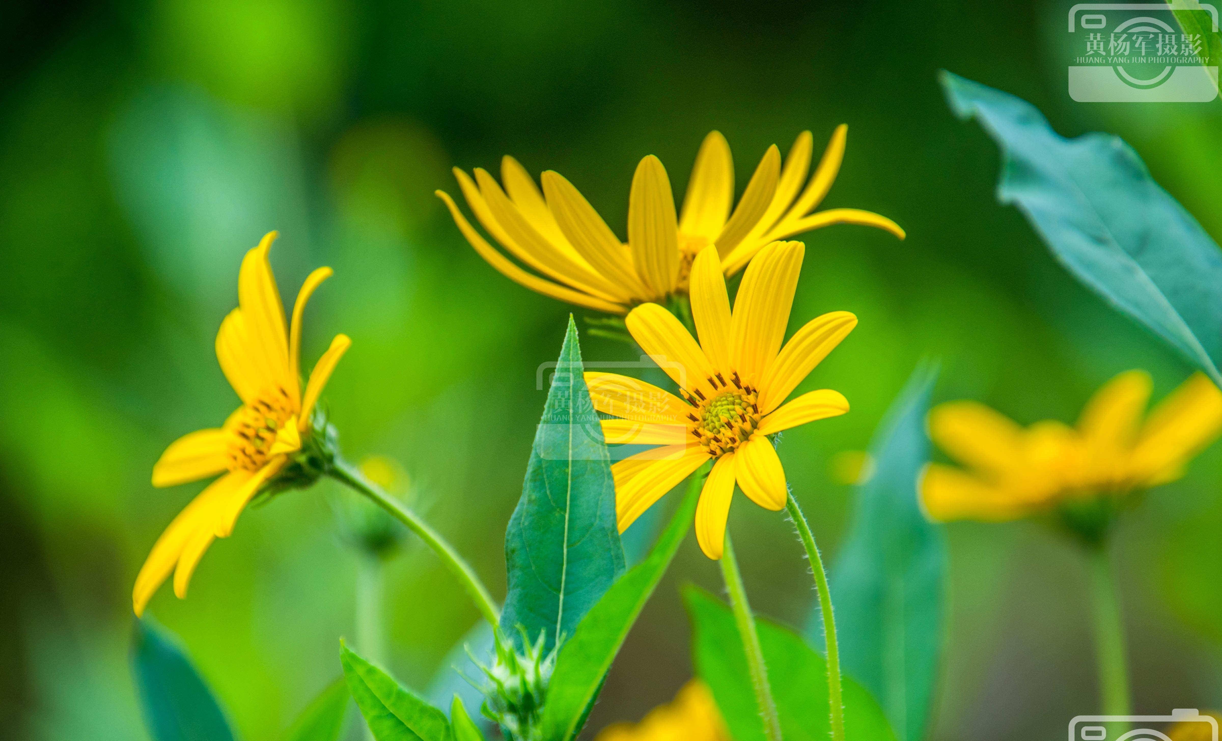 绿叶中美丽绽放的洋姜花,金黄娇美的花朵美艳独特,花开熟悉迷人_生活