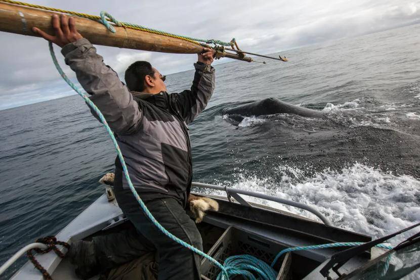 今天因纽特原住民使用的捕鲸方法,和6000年前的盘龟台人并没有本质不