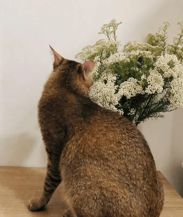 雀猫是雀猫,狸猫是狸猫,不一样_花纹_自然_中国