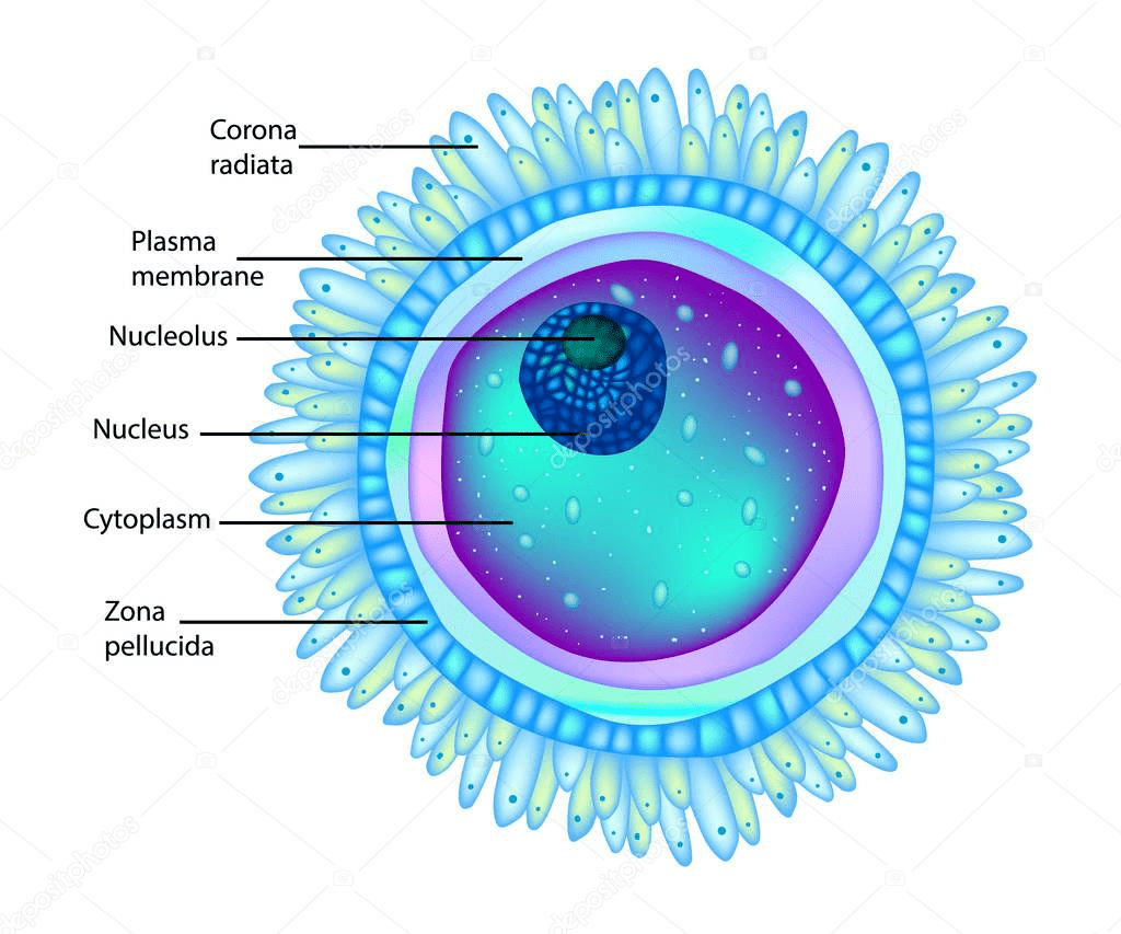 corona radiata 放射冠,zona pellucida 透明带