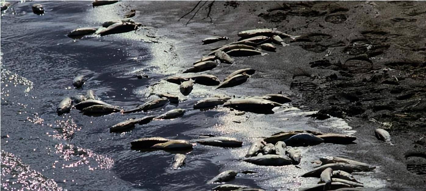 非法排放从中牟利 污染环境害人害己_张某_农田_处置