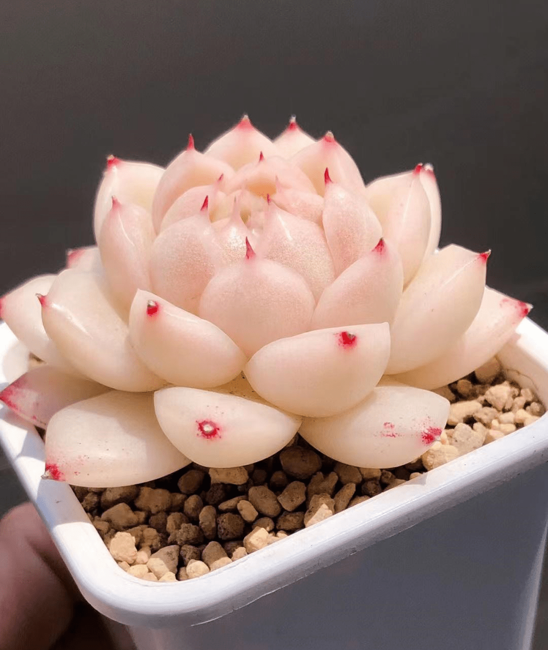 也可以在花架旁边放盆水,或者开加湿器,夜间湿度高一些,肉肉会更通透.