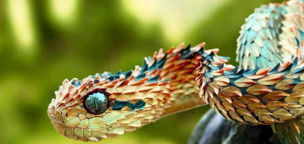 但基伍树蝰却有着严重的水土不服,像是我国的"白头蝰",很难在其他的