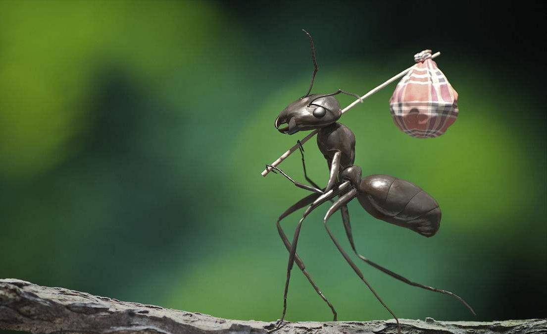 活着蚂蚁手机壁纸图片