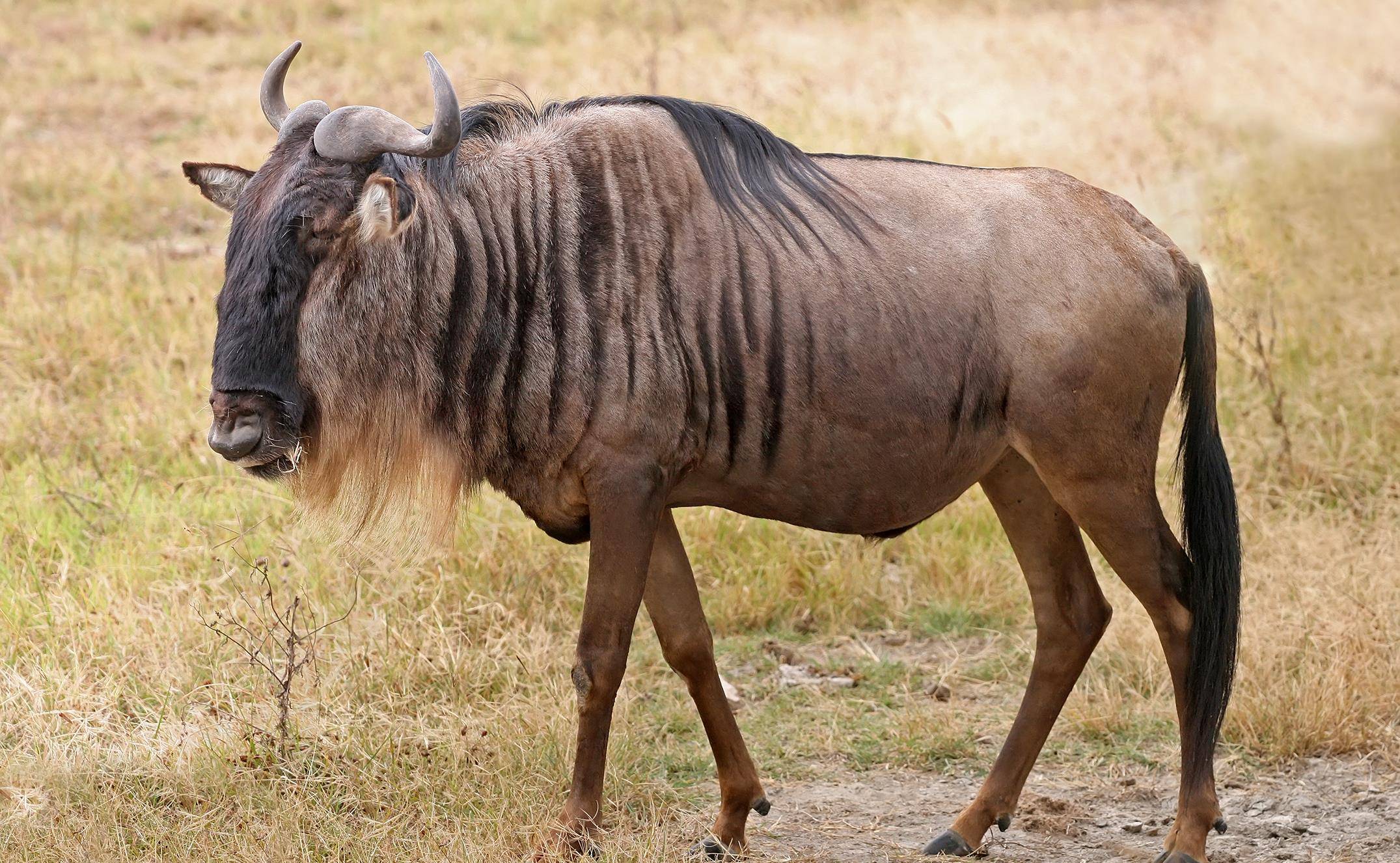 非洲草原上的"粮库"角马,原来它们的社交与繁殖如此奇特_方式_生活